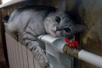 Кот холод
