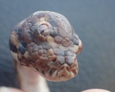 В Австралии нашли трехглазую змею