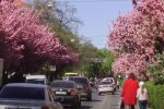 Сакури навесні в Ужгороді. Фото: скріншот YouTube-відео