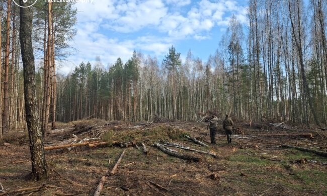 незаконна вирубка дерев