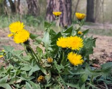 Спочатку +8, потім до +22: Діденко попередила про різкий стрибок температури в Україні