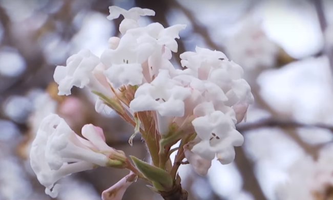 В разных уголках Украины расцвели деревья, скриншот YouTube