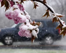 Погода, весна, похолодання. Фото: Telegram