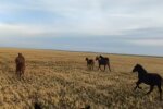 Коні. Фото: скріншот YouTube-відео
