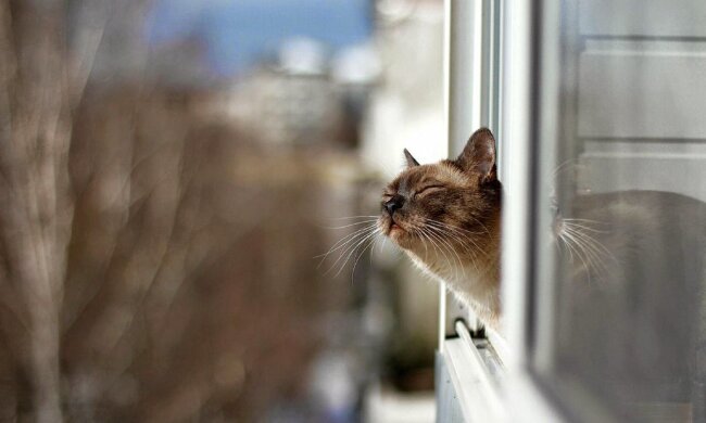 Синоптик Диденко рассказала о значительном потеплении 26 ноября в Украине. Фото: YouTubе