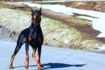 Доберман, фото: Petstory