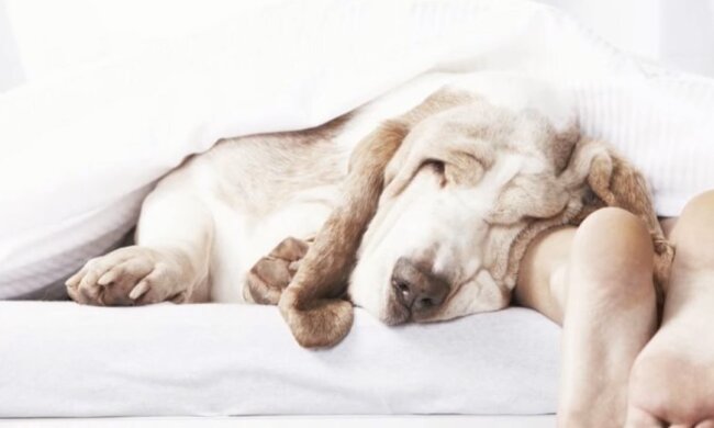 Собака. Фото: YouTube