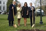 Это не к добру: погибло дерево дружбы, посаженное Трампом и Макроном