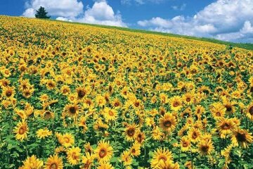 Фермеры идут в атаку: заблокируют международную трассу из-за кадров Порошенко