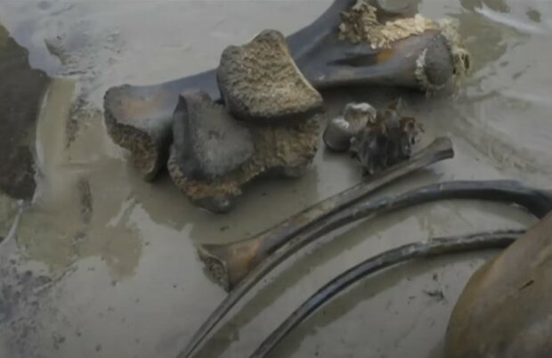В России нашли скелет мамонта. Фото: скриншот Youtube