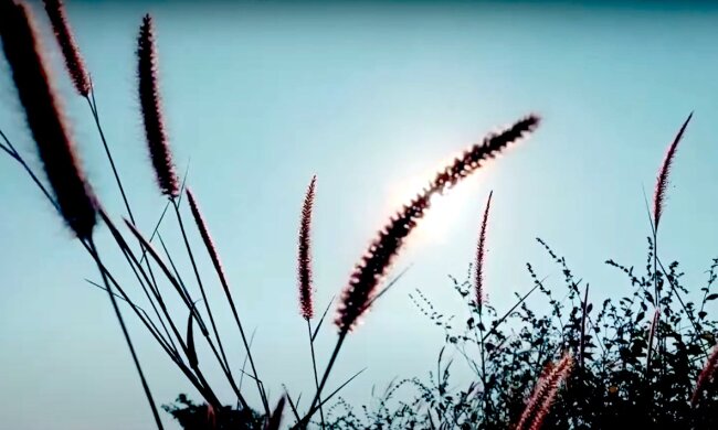 Природа. Фото: YouTube, скрін