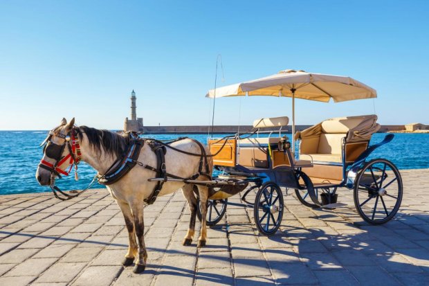В Одессе израненная и измученная лошадь катает туристов. Хозяин так зарабатывает. Видео