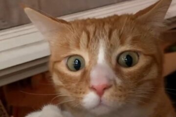 Домашні улюбленці. Фото: скріншот Instagram