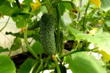 Огурцы. Фото: YouTube