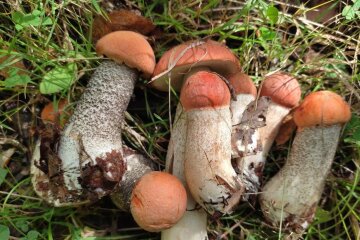 Грибы. Фото: Ukrainianwall