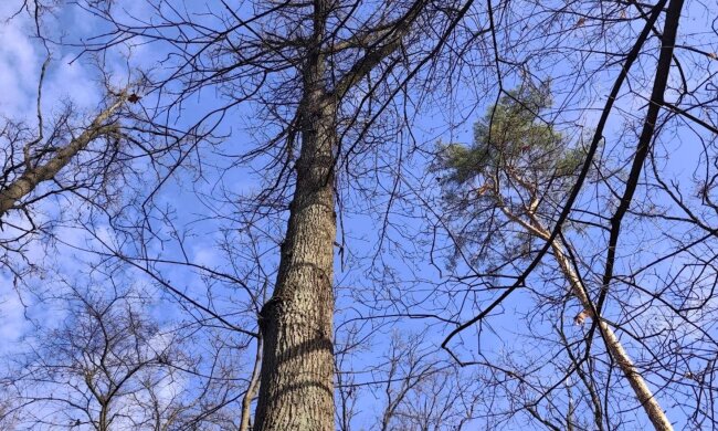 Погода в Україні 15 листопада: дощі, похолодання та різкі зміни — прогноз Наталки Діденко