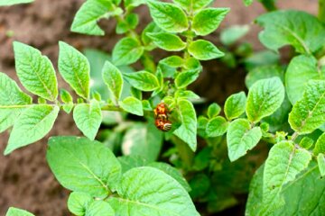 Картофель, колорадский жук. Фото: YouTube