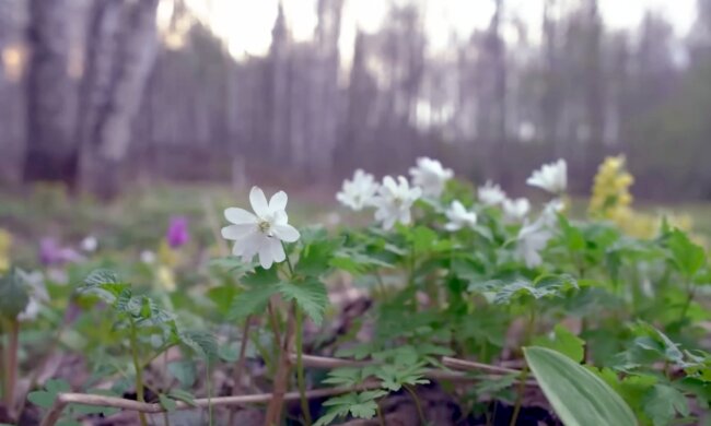 Синоптик Наталка Диденко дала прогноз погоды на воскресенье, 9 марта. Фото: YouTube
