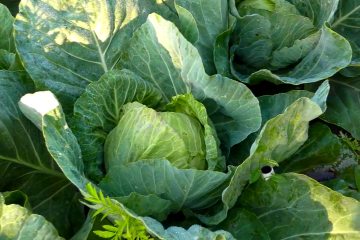 Что нужно посадить возле капусты, чтобы отпугнуть гусениц и слизней. Фото: YouTube