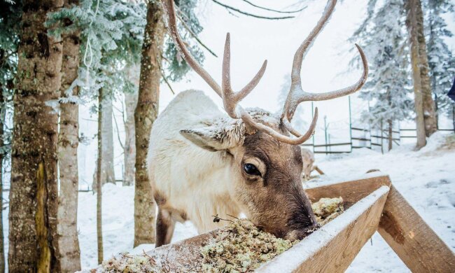 Від -20 до нуля: Діденко сказала, коли зима почне відступати — прогноз на 15 січня