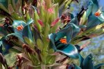 Квіти Сапфірової вежі. Фото: скріншот YouTube