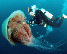 В Британии нашли медузу размером с человека, появилось видео