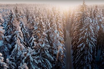 Природа. Фото: YouTube, скрин