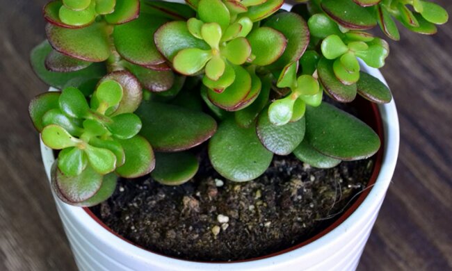 Комнатное растение. Фото: YouTube