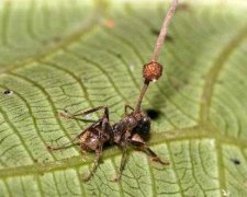 В Сети показали, как муравьи превращаются в зомби: опубликовано видео
