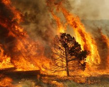 В США случился крупнейший пожар: могут пострадать редкие виды животных, детали