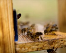 На Одещине пчелы проснулись от зимней спячки в начале января. Фото: YouTube, скрин