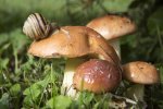 На Львовщине нашли гриб-гигант, весит 10 кило. Фото