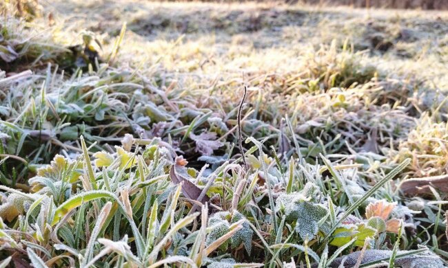 Заморозок. Фото: Ukrainianwall