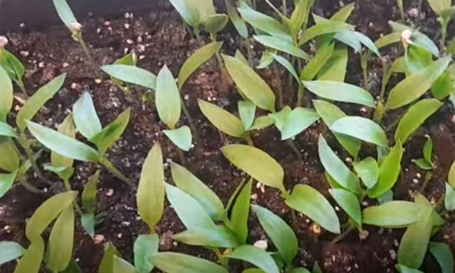 Розсада перцю Фото: youtube.com
