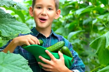 Огурцы. Фото: YouTube