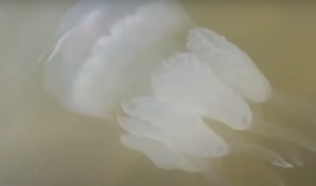 Нашествие медуз на Азовском море. Фото: скриншот видео
