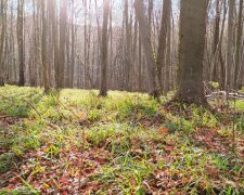 От 0 и дожди: синоптики предупредили о погоде в Украине - будьте осторожны