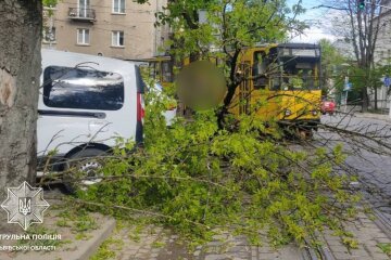 Негода, буревій, зламані дерева. Фото: Telegram