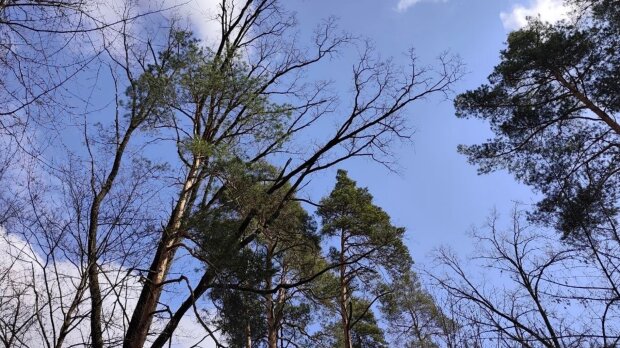 Сильный ветер и холод до +6: 24 апреля заставит одеть куртки - прогноз от синоптика Наталки Диденко