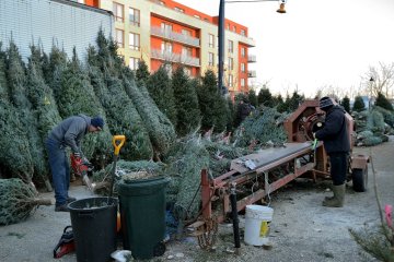 В лесничествах начались оптовые продажи новогодних деревьев
