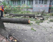 В Днепре массово уничтожают деревья, люди возмущены: "Это колоссальный удар"