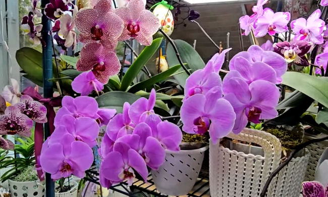 Что делать с орхидеей, которая уже перецвела. Фото: YouTube