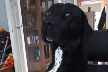 Собака устроилась хакером. Уже удалила сотни публикаций в сети