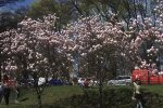 Магнолия. Фото: скриншот YouTube-видео