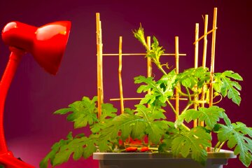 Розсада. Фото: YouTube