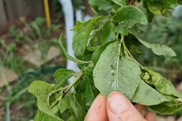 Це потрібно зробити вже зараз: як перевірити, чи є на вашій ділянці небезпечні кліщі