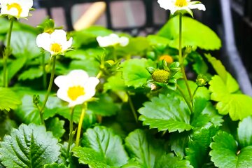 Розсада полуниці. Фото: YouTube