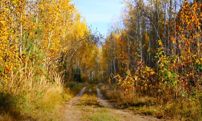 Осень. Фото: скриншот YouTube-видео