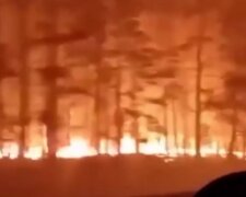 Лесной пожар. Фото: скриншотTelegram-видео