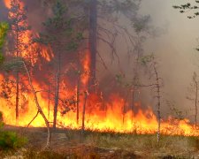Появилось видео масштабных пожаров в Сибири